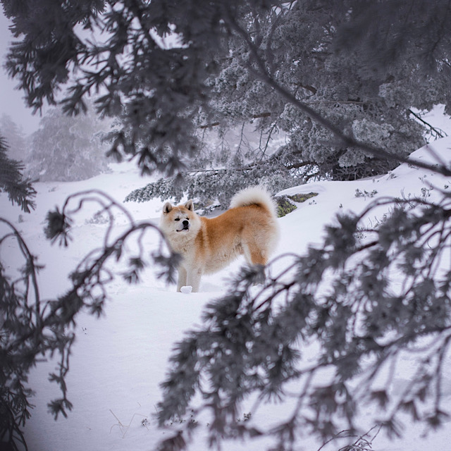 perfect squared photo of Japanese Akita in the snow.