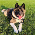 @beardogs_theakita