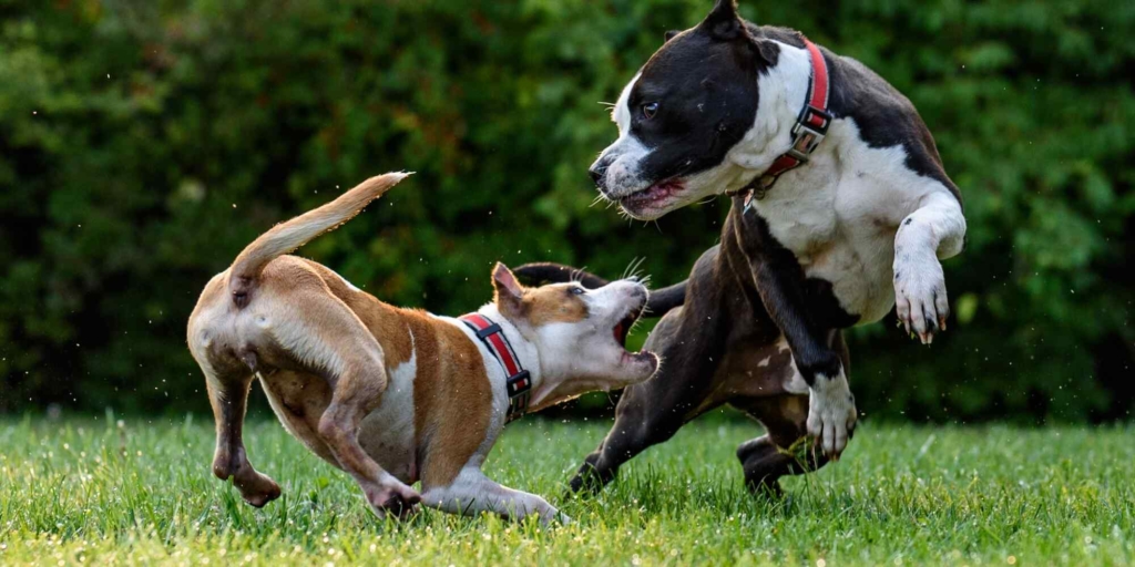 Two pitbulls/bully breed playing together in the grass