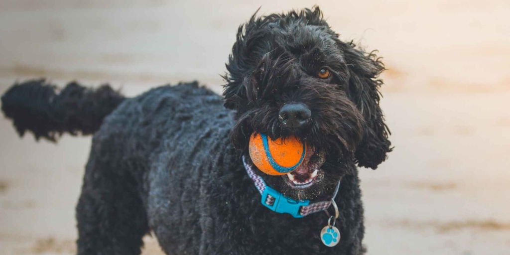 Medium size, black, short curly hair dog playing with a ball in its mouth.