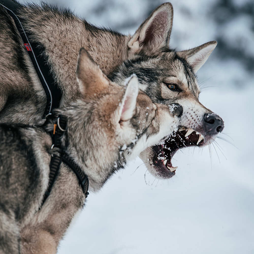 Wolf dog showing teeth to wolf dog puppy