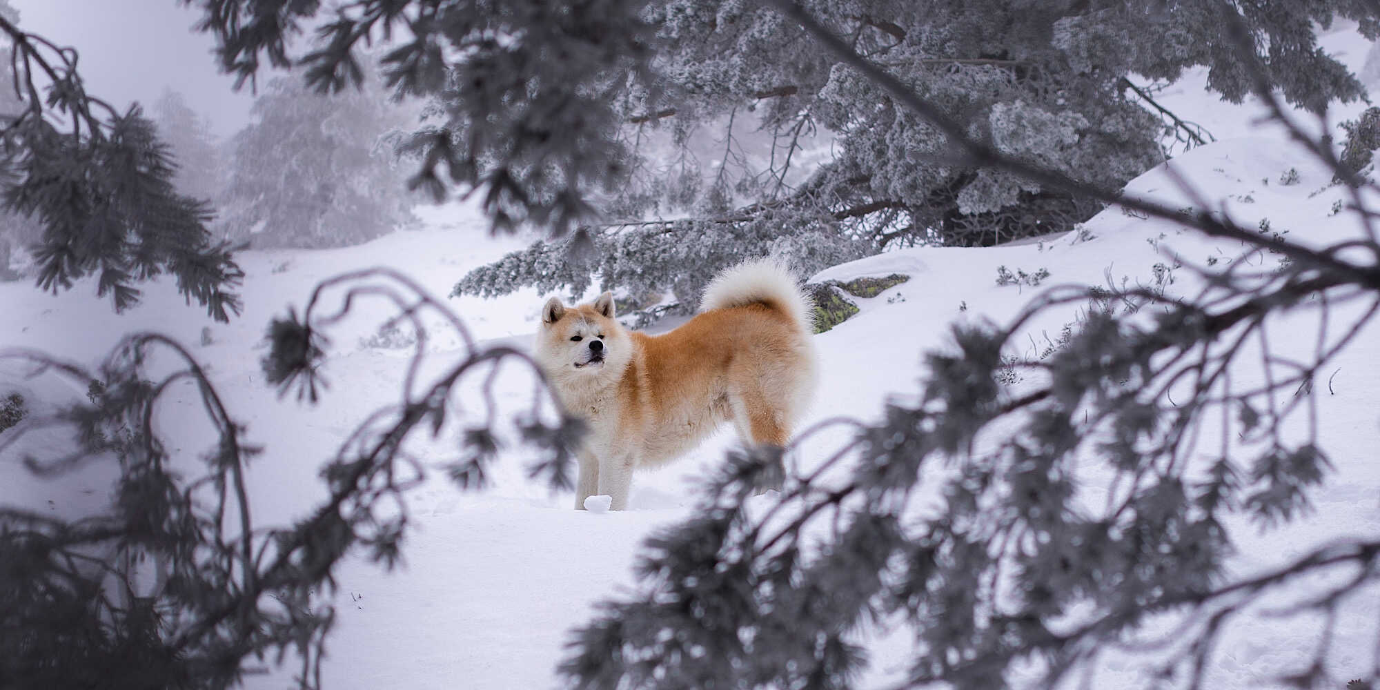 Japanese akita in snowy forest