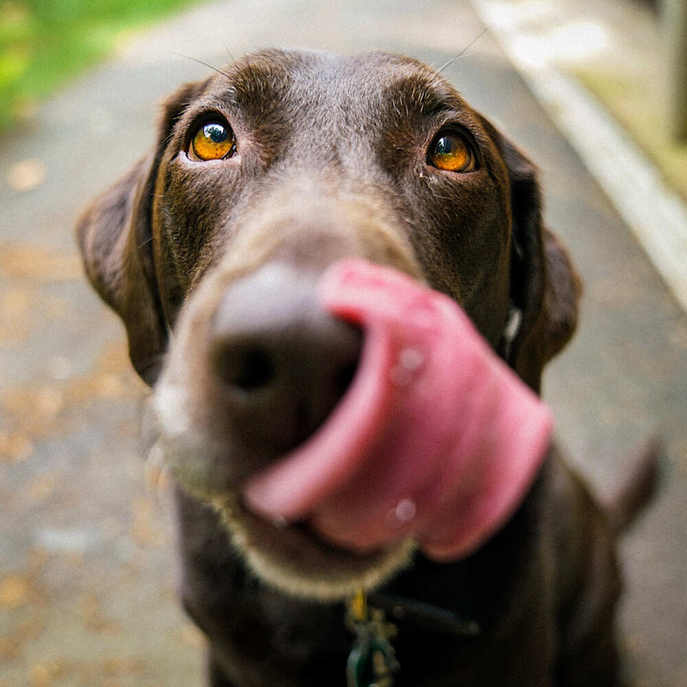 Brown lab licking it’s nose