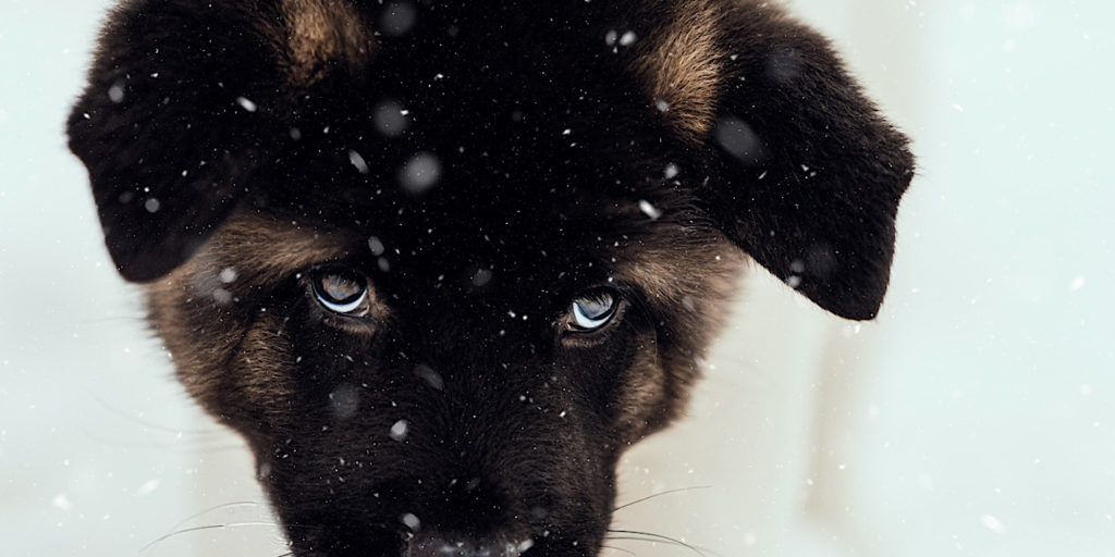 American akita puppy in snow