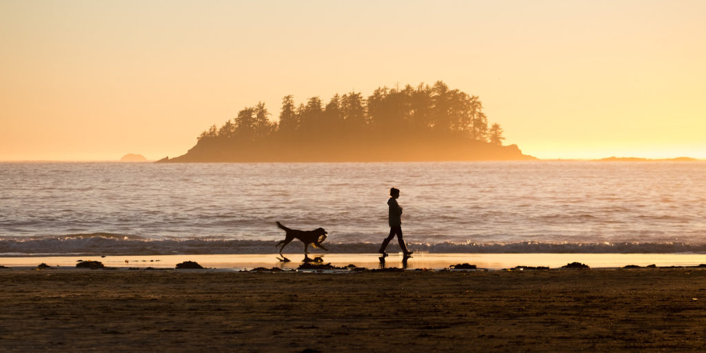 Dog walking with owner beside the lake