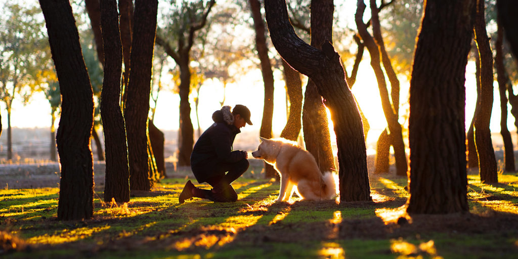 Akita and man facing each other