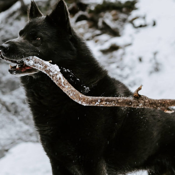 Big black dog in the snow with a stick in its mouth.