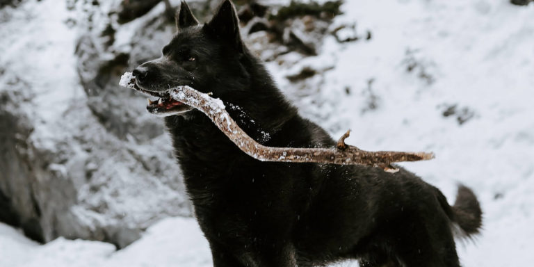 Big black dog in the snow with a stick in its mouth.