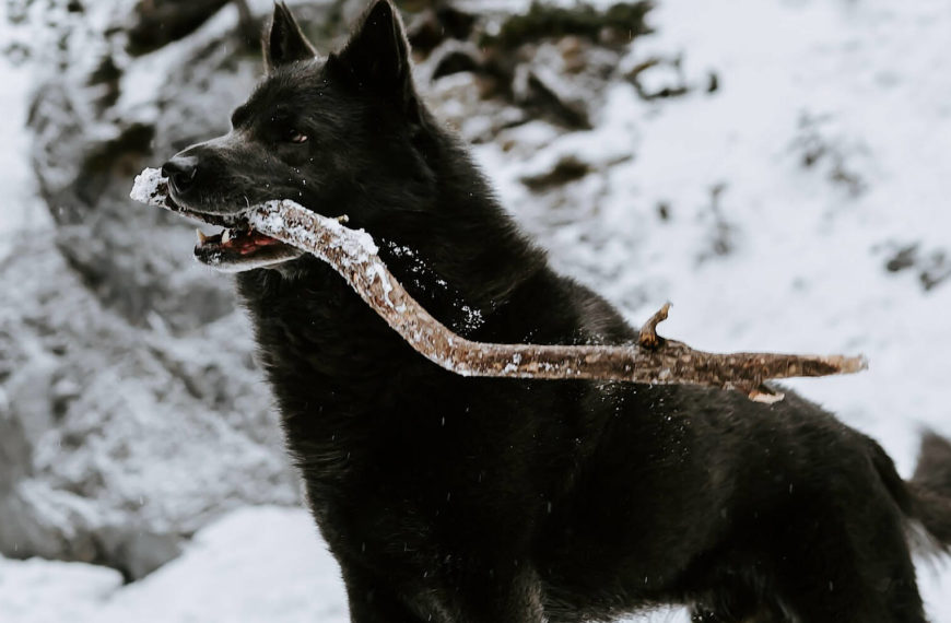 Big black dog in the snow with a stick in its mouth.