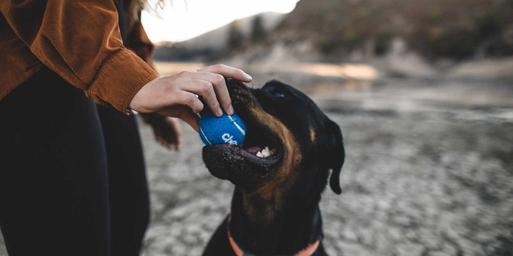 Rottweiler playing with a blue ball with female owner.