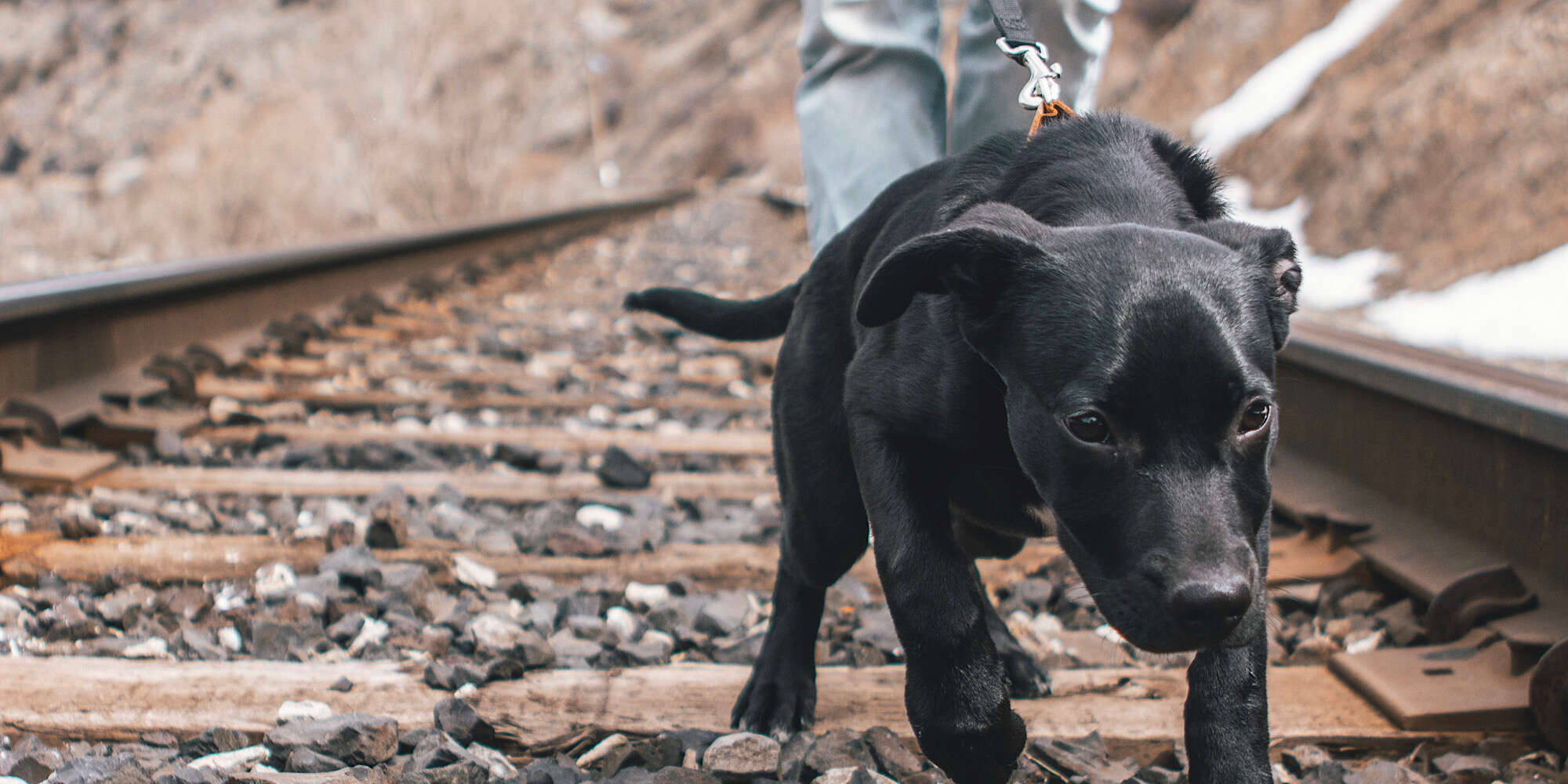 Black lab puppy pulling on leash