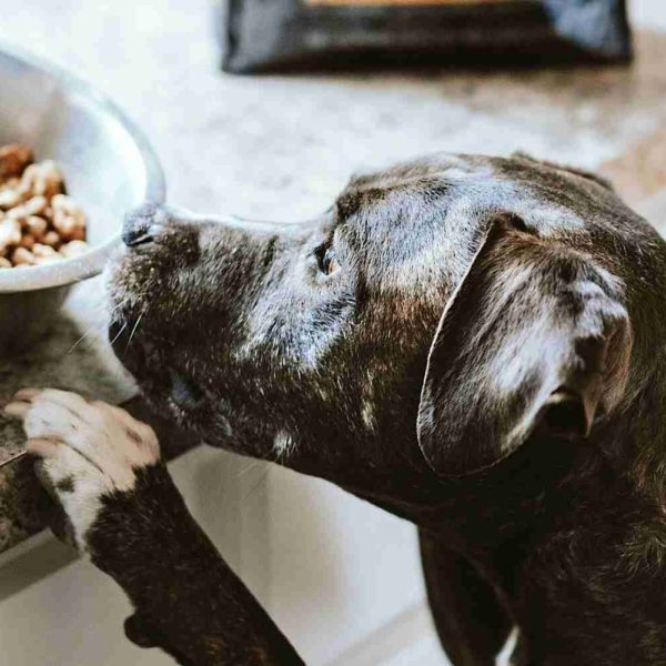 Bully breed dog jumping on the counter, eager to eat it’s kibble food.