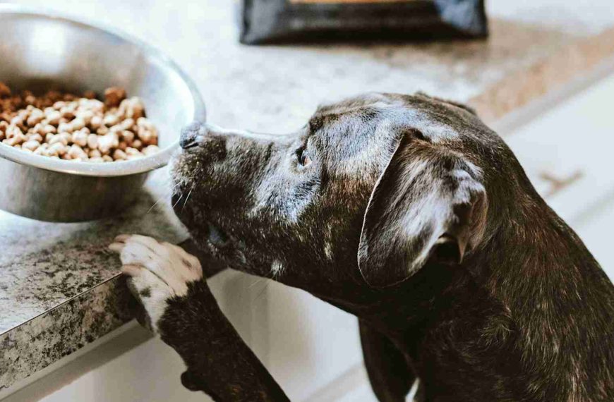 Bully breed dog jumping on the counter, eager to eat it’s kibble food.