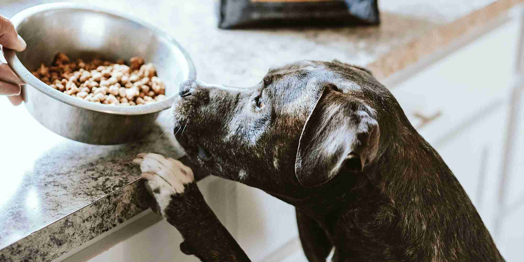 Bully breed dog jumping on the counter, eager to eat it’s kibble food.