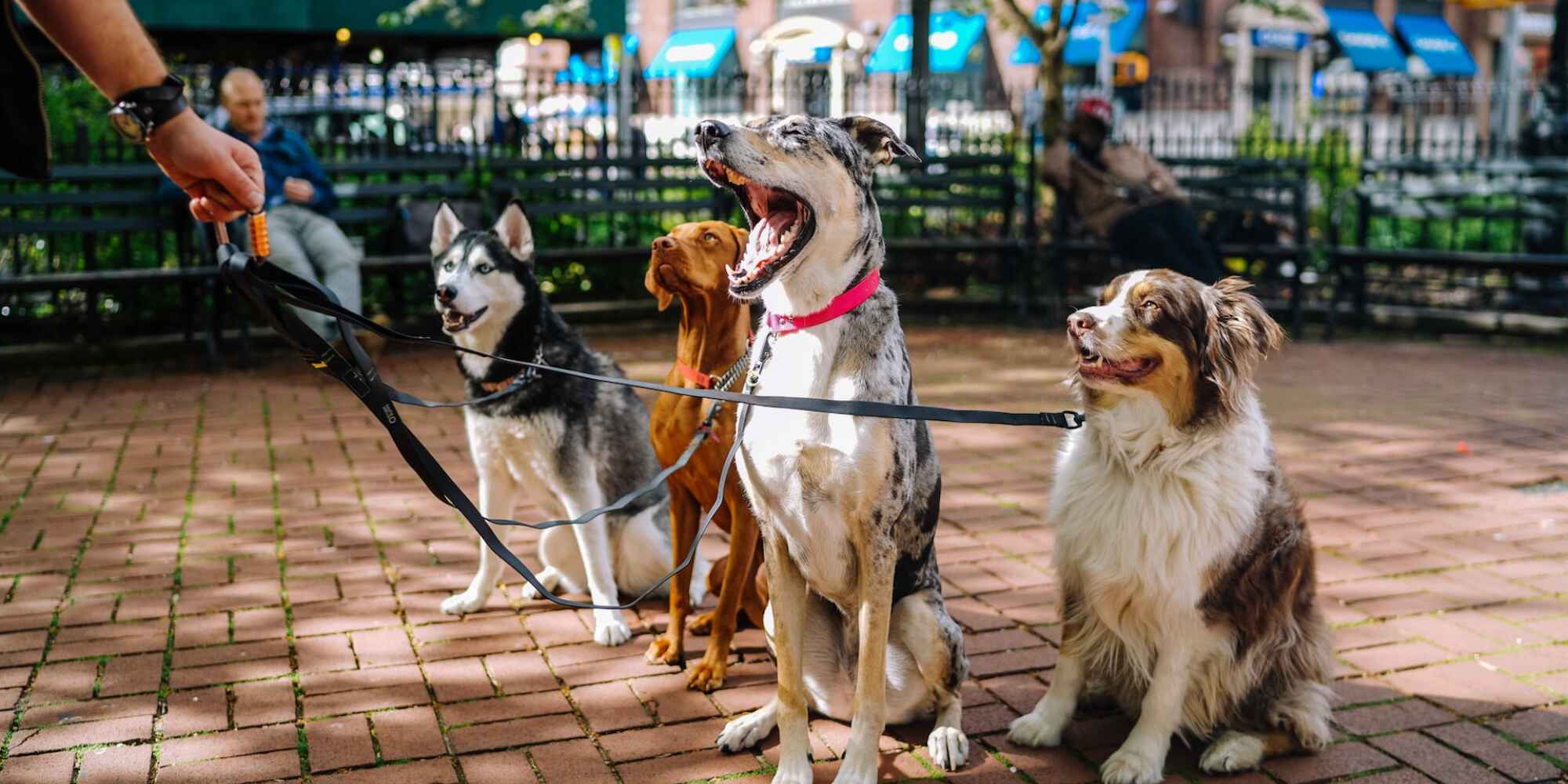 pack of medium to big size dogs with a dog walker