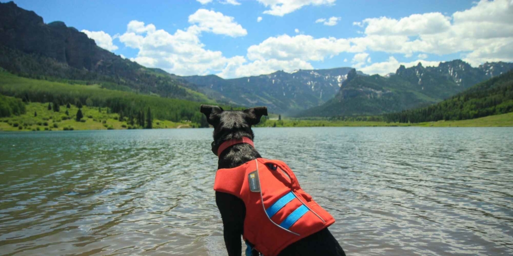 Small dog with a doggy life jacket sitting by the lake, with a mountain scenary