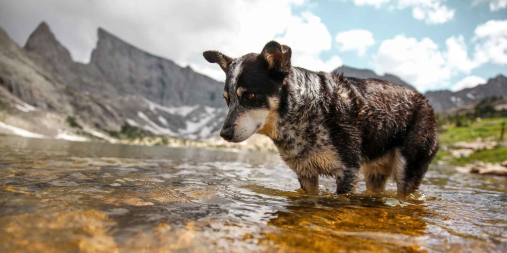 cattle/shepherd dog playing in the river by the mountains.