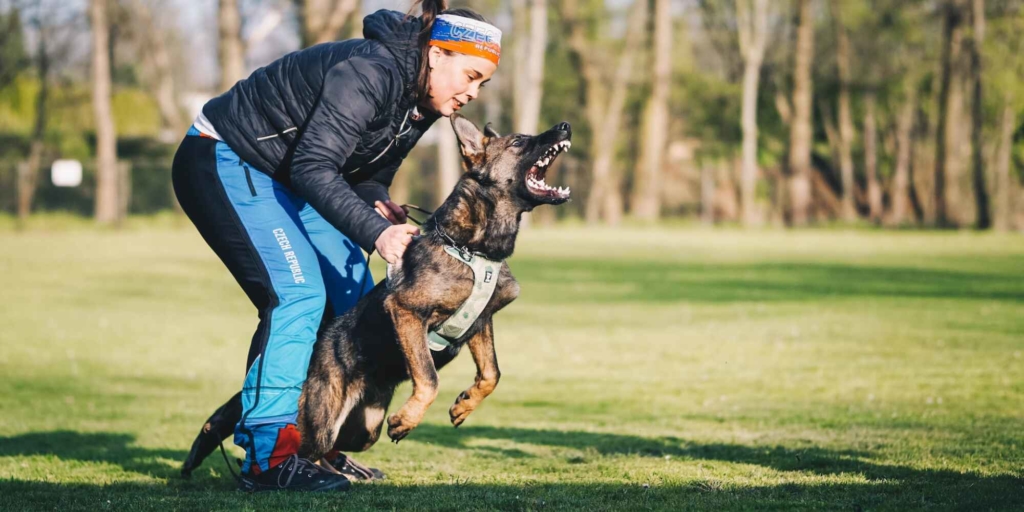 Protection dog training with a female handler