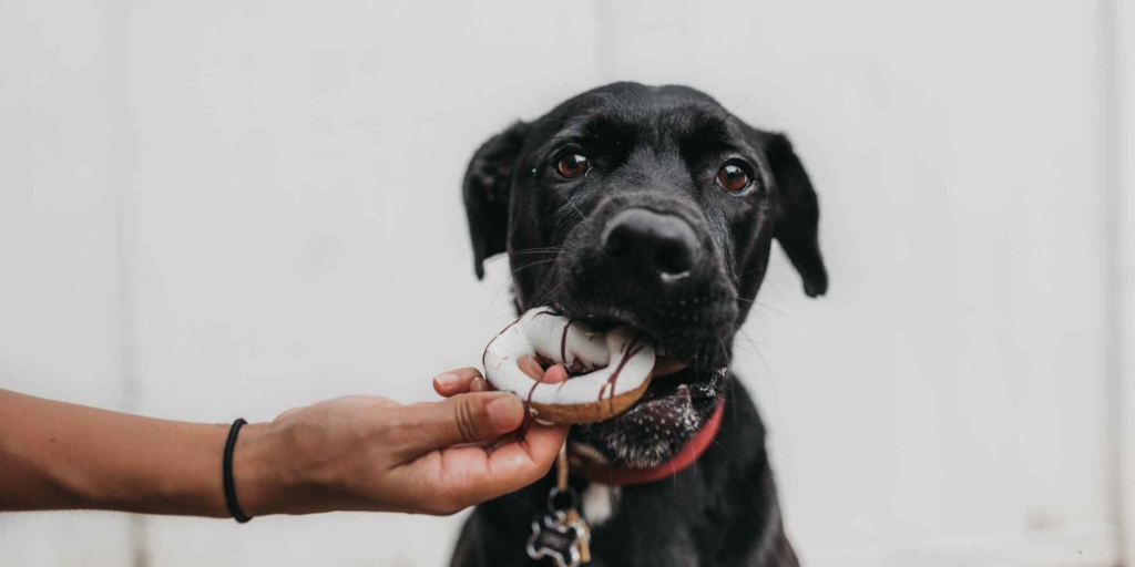 medium black dog with choclate eyes eating a dog friendly donut.