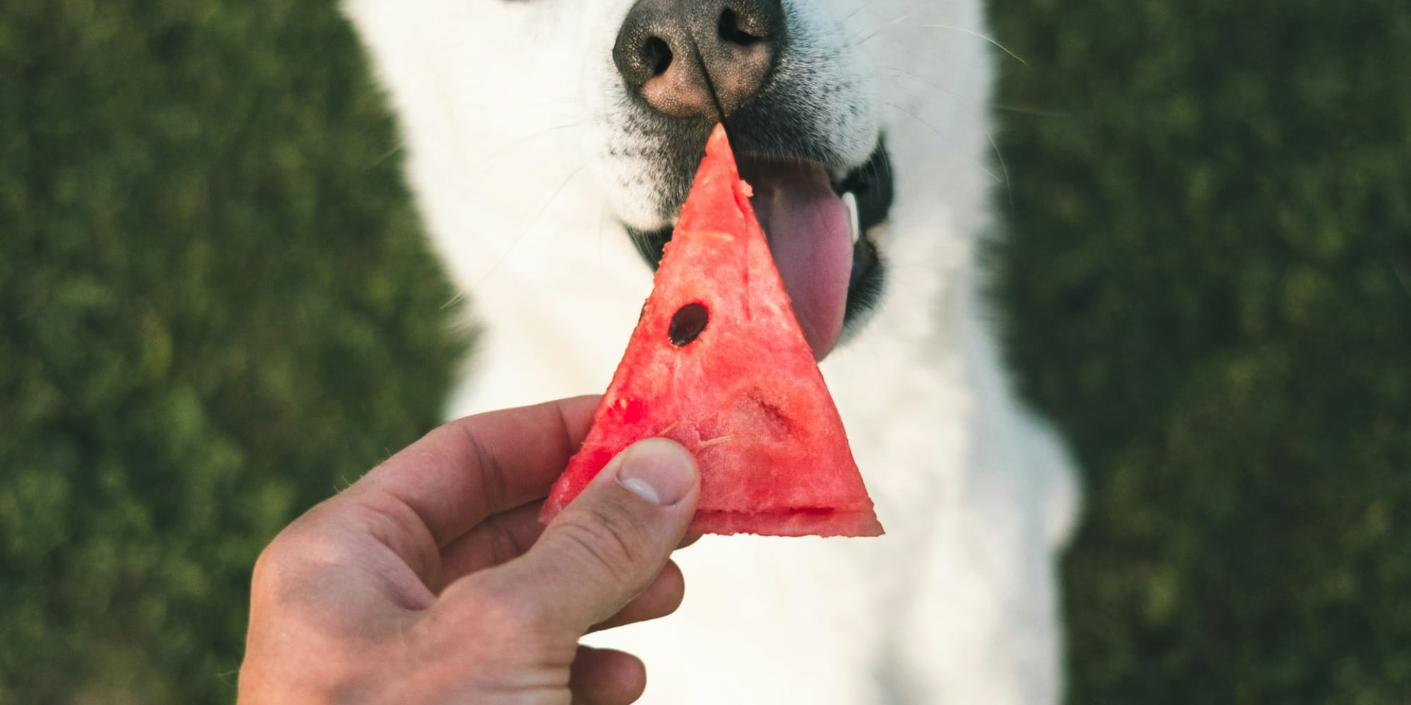 Man feeding a white husky watermelon