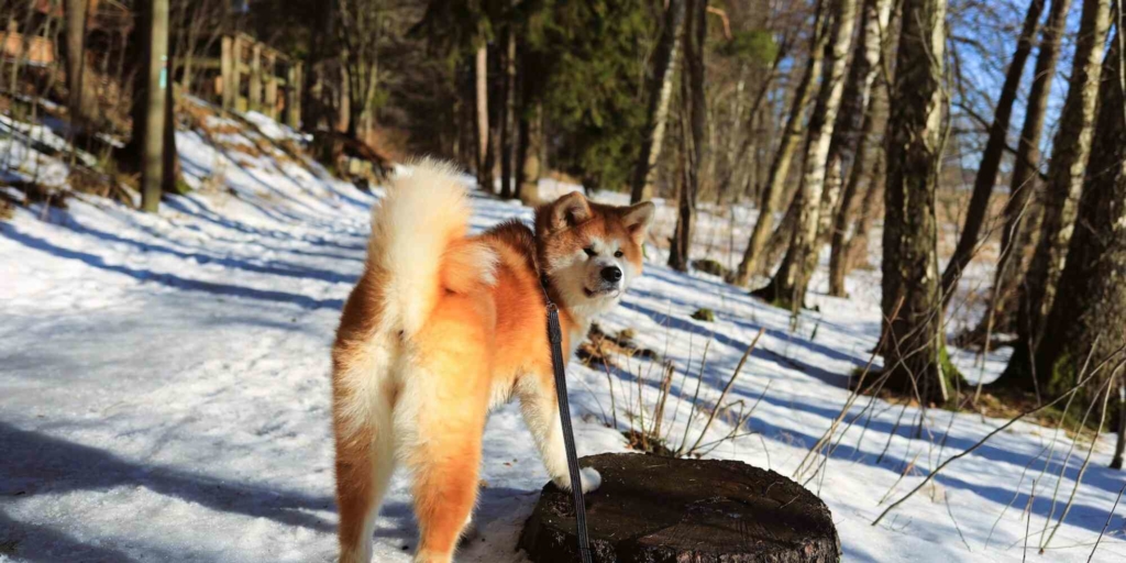 Japanese Akita walking in the snowy woods